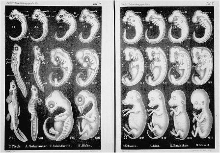 Haeckel’s discredited embryo illustrations are still in some school textbooks